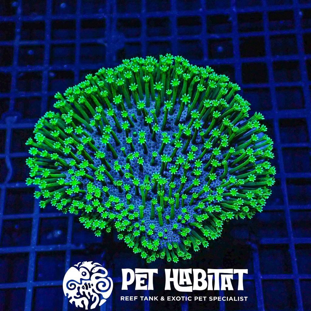 Fiji Toadstool Payungan Coral Karang Hias Air Laut