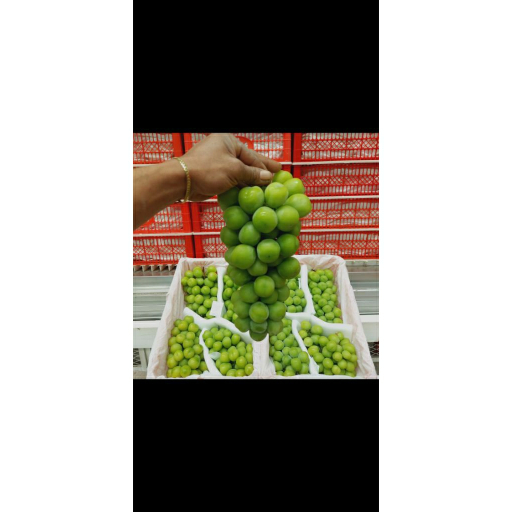 

Anggur shine muscat fresh premium