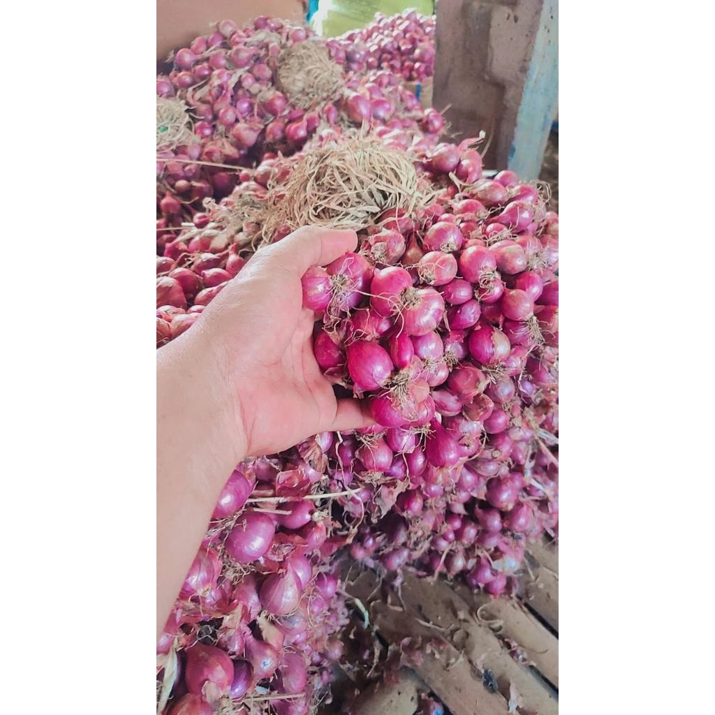 

bawang segar berkualitas 1kg