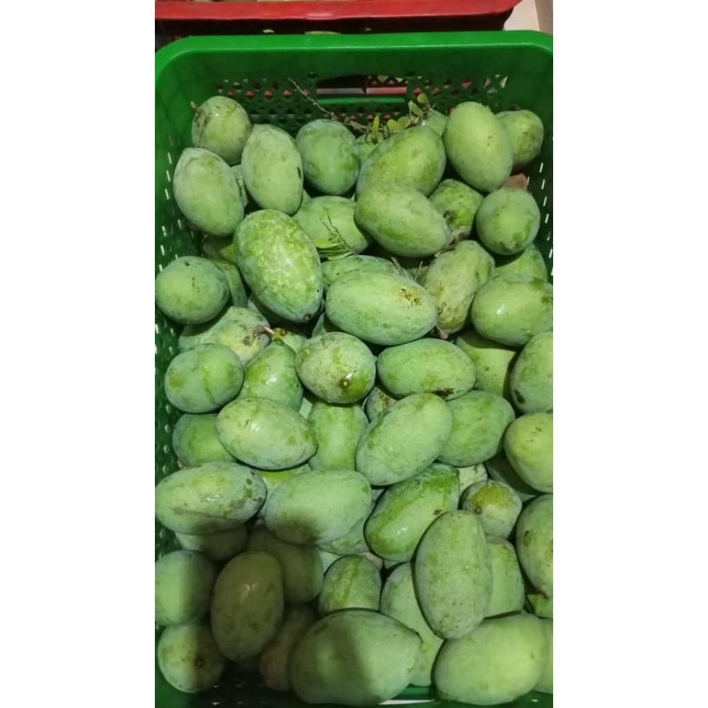 

MANGGA MANALAGI