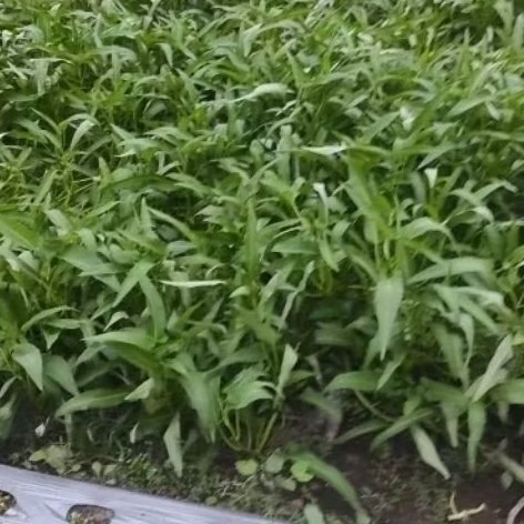 

paket benih sayur 5 jenis isi 50,100 pcs