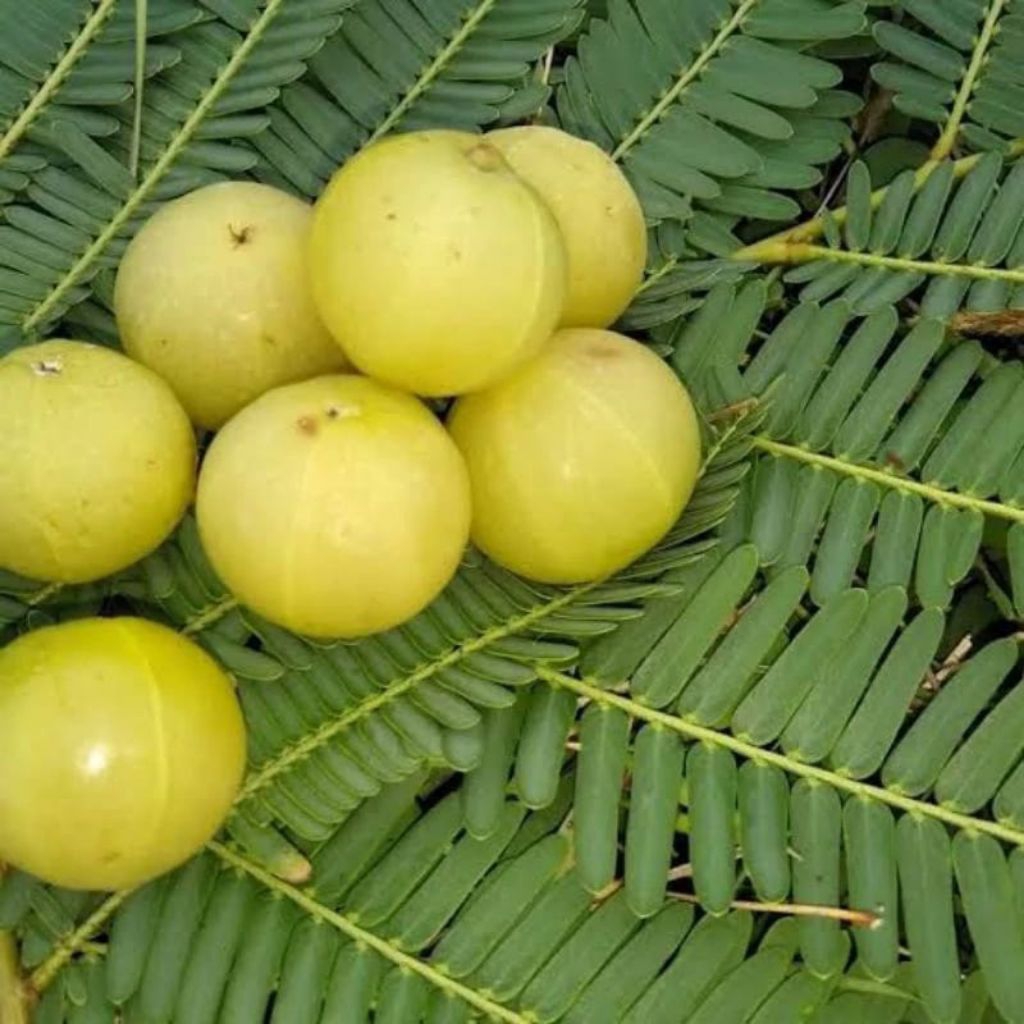 

Buah Malaka/ Amla segar 500g