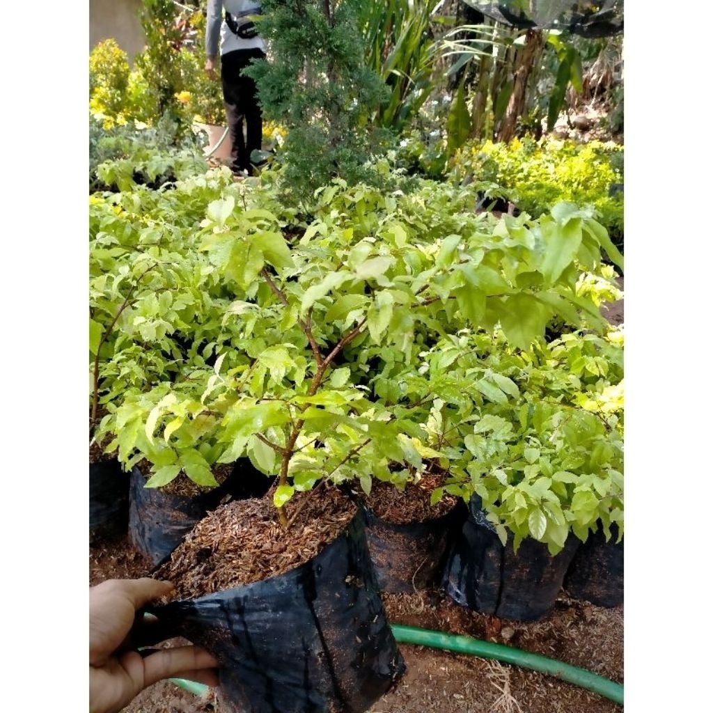 Bonsai anting putri / Tanaman anting putri / pohon anting putri