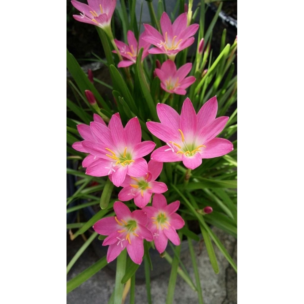 Pohon kucai tulip bunga pink / Bunga tulip pink / Tanaman kucai tulip