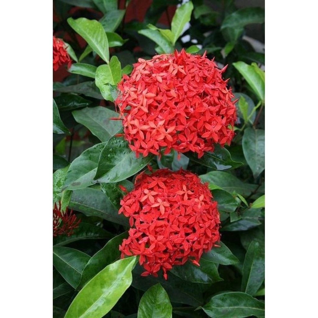 Pohon asoka bunga merah / Tanaman soka merah / Pohon soka merah