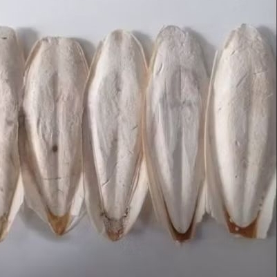 TULANG SOTONG JUMBO UK 20cm ASINAN KALSIUM UNTUK BURUNG KURA2, REPTIL,HAMSTER DLL