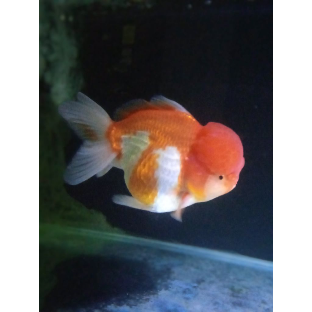 Ikan mas koki jambul besar