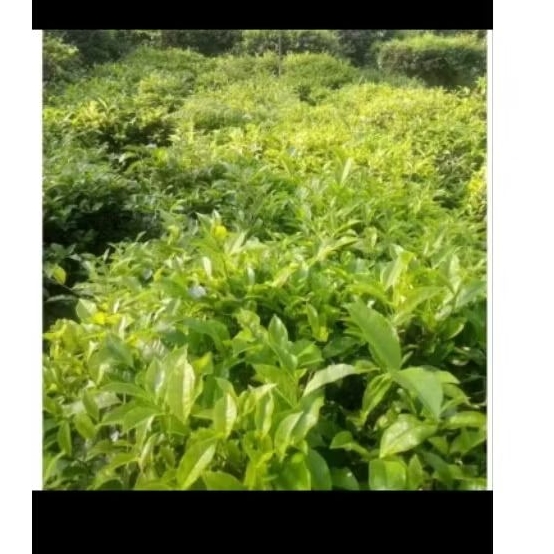 

Daun teh Segar alami,500gram