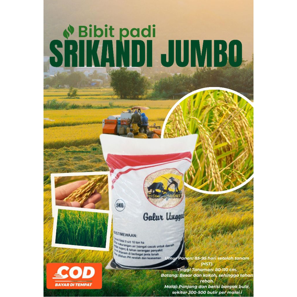 Bibit padi unggul Srikandi jumbo kemasan 5kg