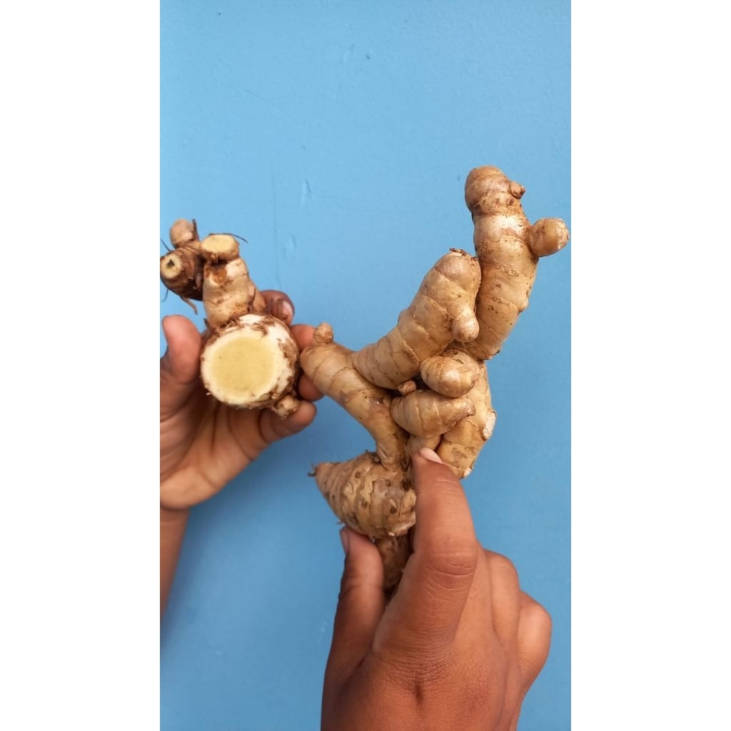 

TEMU PUTIH SEGAR / KUNYIT PUTIH SEGAR ( READY STOK )