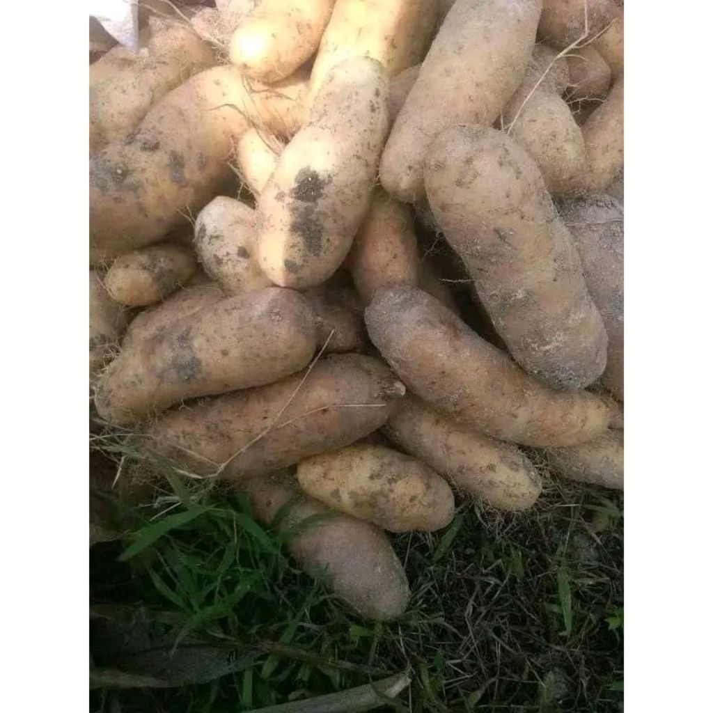 

Ubi Gembili /Mbili ketan 1kg pulen bagus