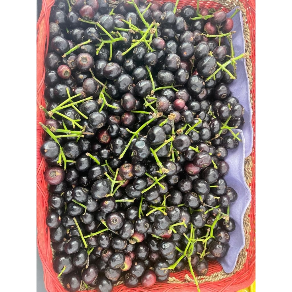 

Buah Gowok | Buah Legend Rujakan 1 Kg