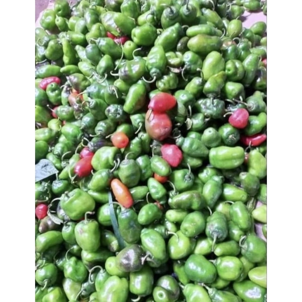 

Cabe gendot asli bandung (Ready)