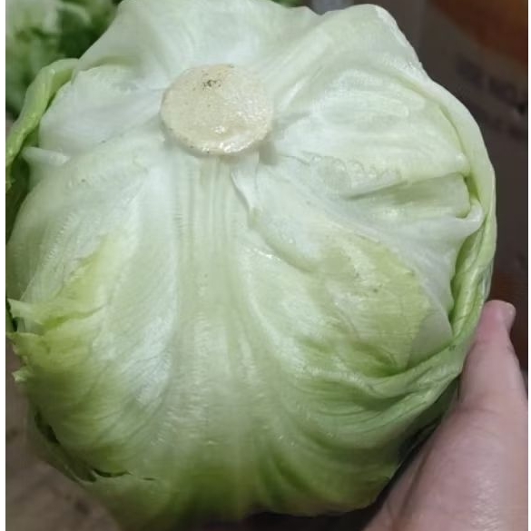 

SELADA LETTUCE 1KG FRESH DAN MURAH