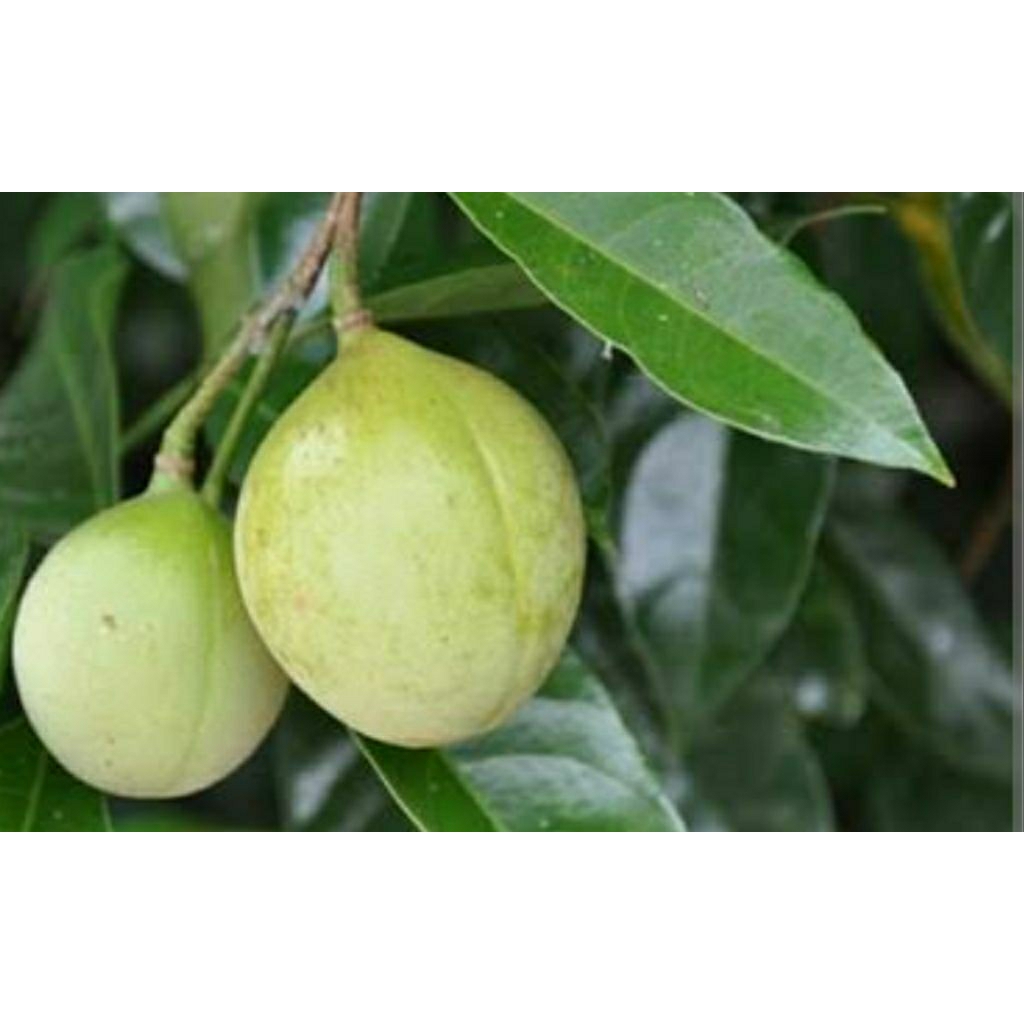 

BUAH PALA MUDA SEGAR ASLI 1 KG