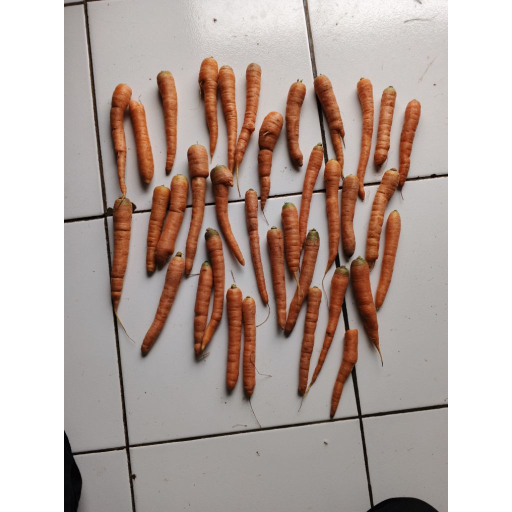 

wortel ukuran kecil fresh terlaris dan termurah 500gr