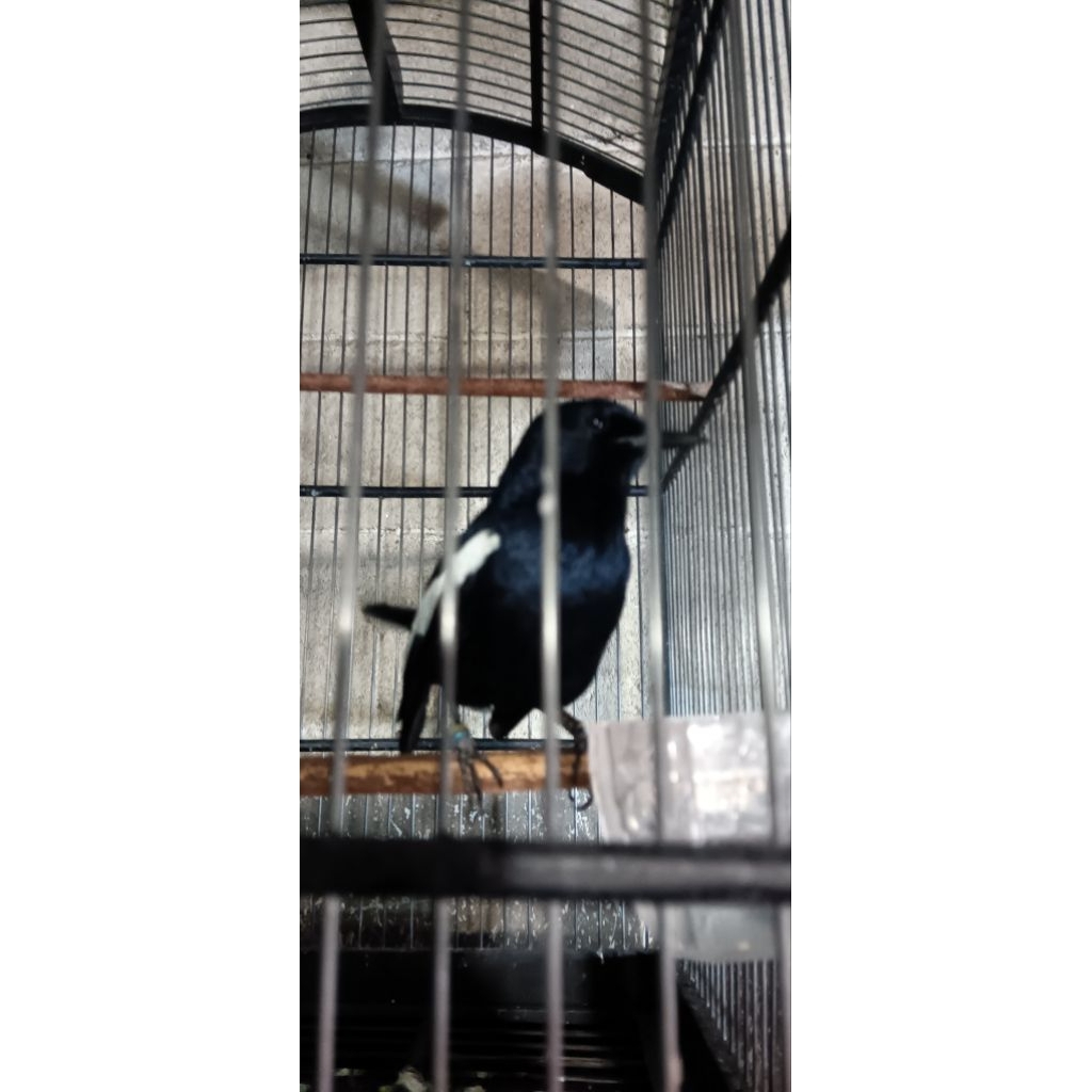 KACER JAWA TIMUR(GACORAN BUKAN BAHAN YAA BOSSSKU)