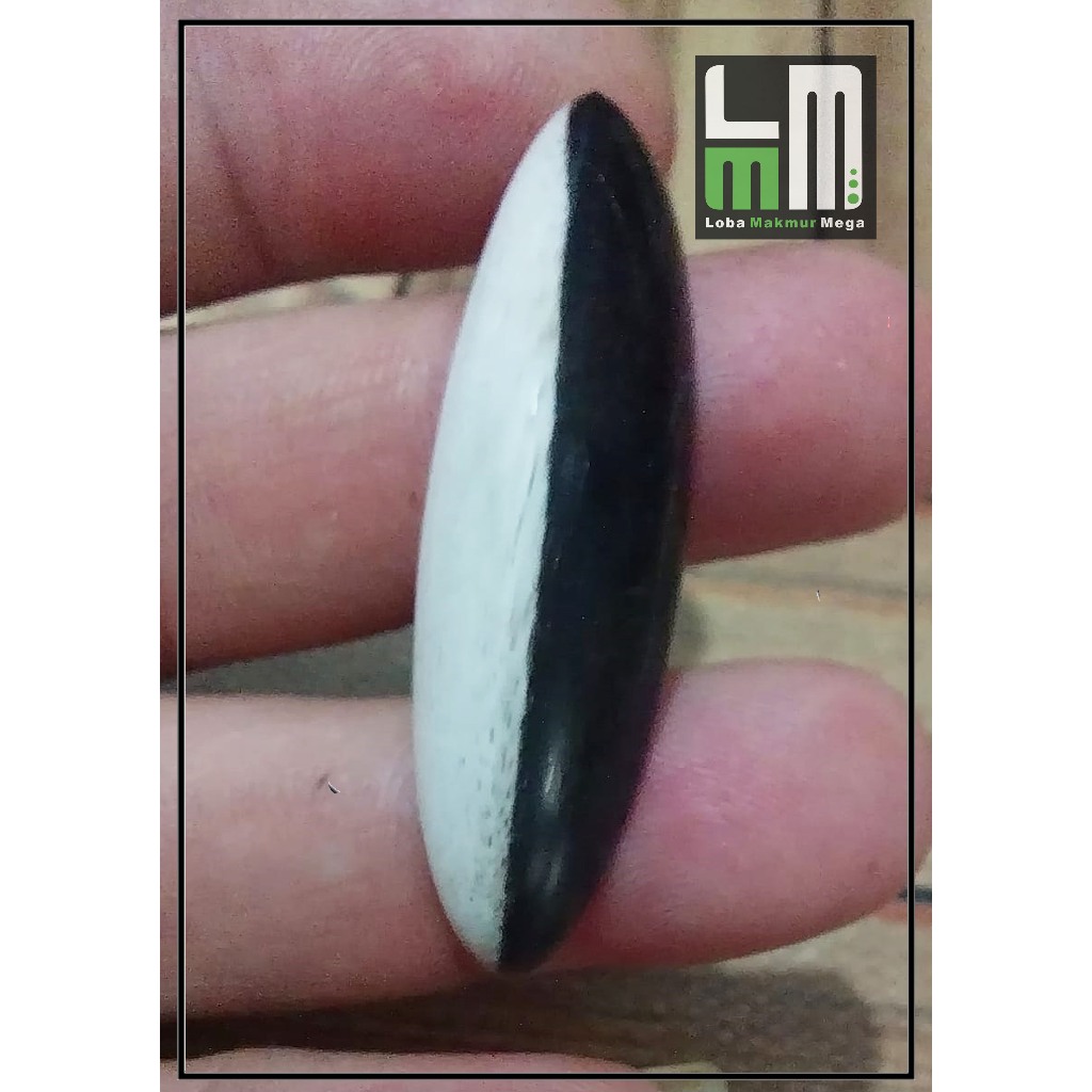 Galih Kayu Asem Dua Warna – Galih Asem Asli