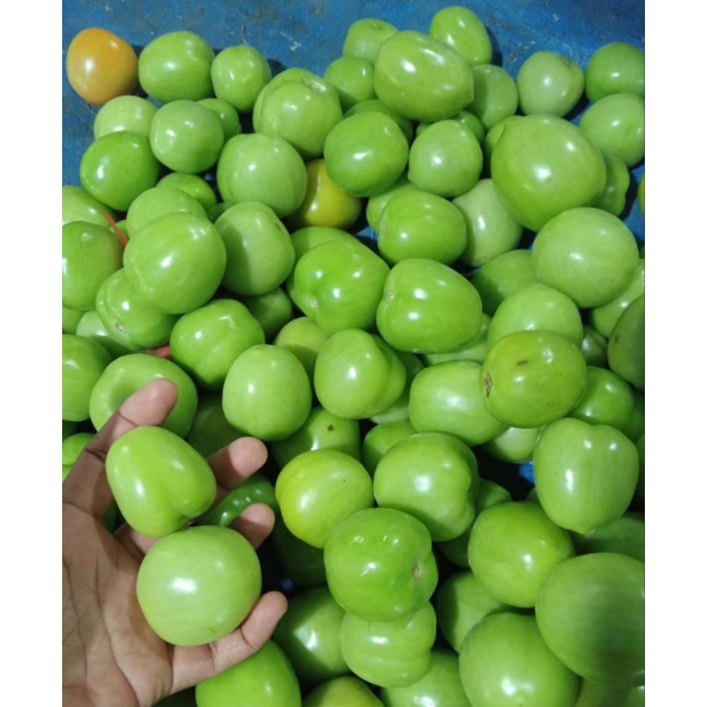 

Tomat hijau fresh
