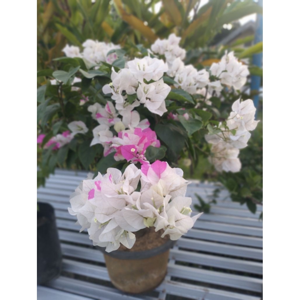 bunga Bougenville import Gayatree sudah berbunga