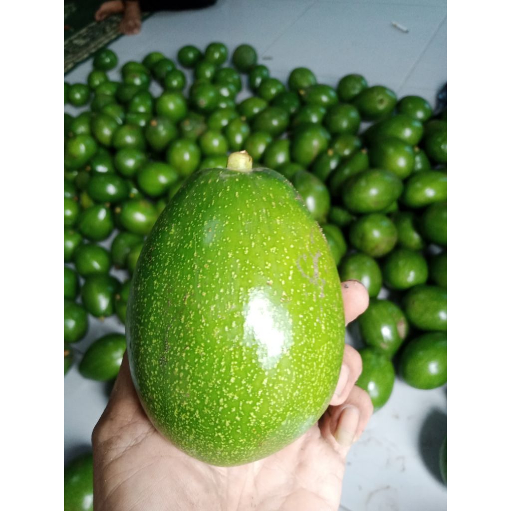 

ALPUKAT KOTA BENGKULU, Qualitas peemium daging yang kuning, manis dan sedikit berminyak