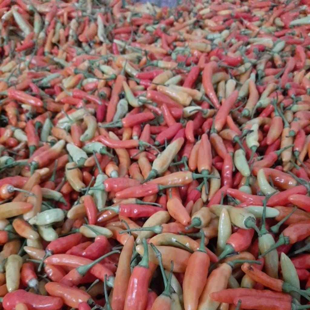 

Cabe Cabai Rawit Merah 1Kg Fressh