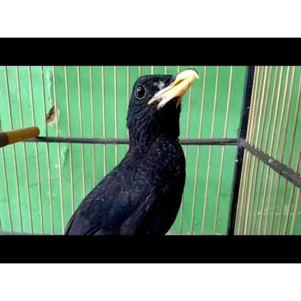 Burung Ciung Batu Biru Jantan Mulus Terbaik