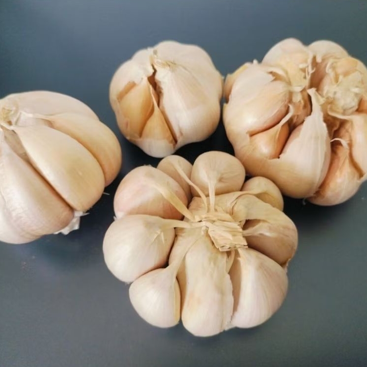 

BAWANG PUTIH/GARLIC, Bawang honan.