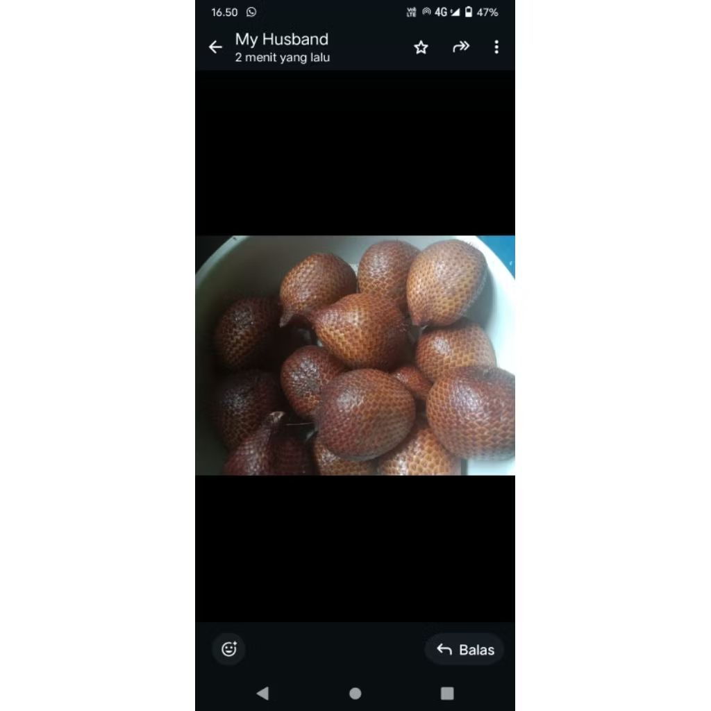 

SALAK MQNGSIR ASLI DARI DESA