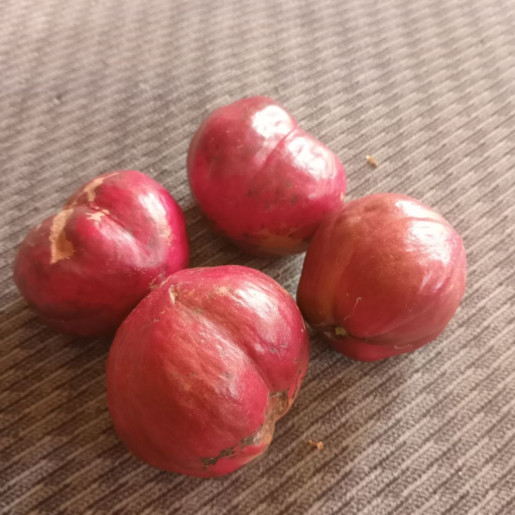 

Jual buah mahkota dewa kuwalitas bagus petik lang sung dari pohonnya 1 kg