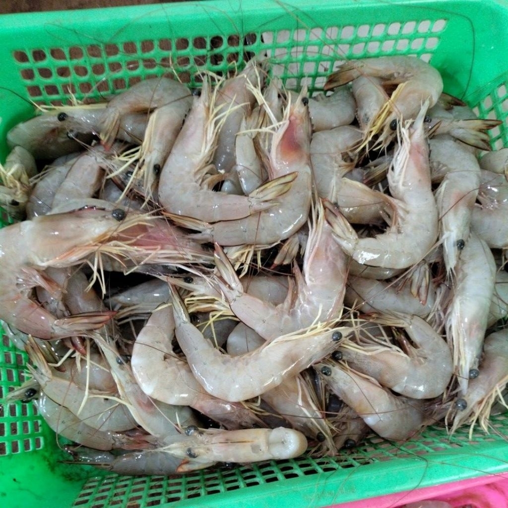

UDANG JERBUNG BESAR SIZE 20/25 1KG