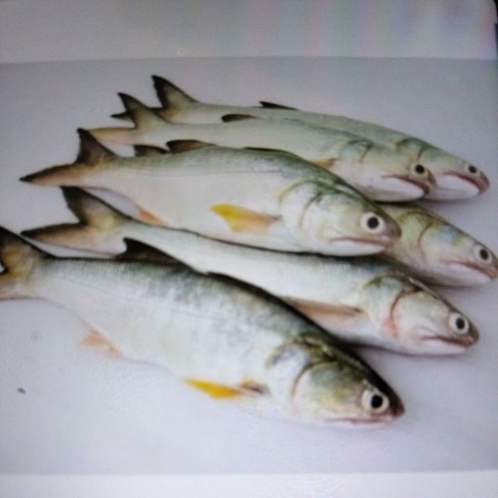 

IKAN KURO/SENANGIN SEGAR 1KG