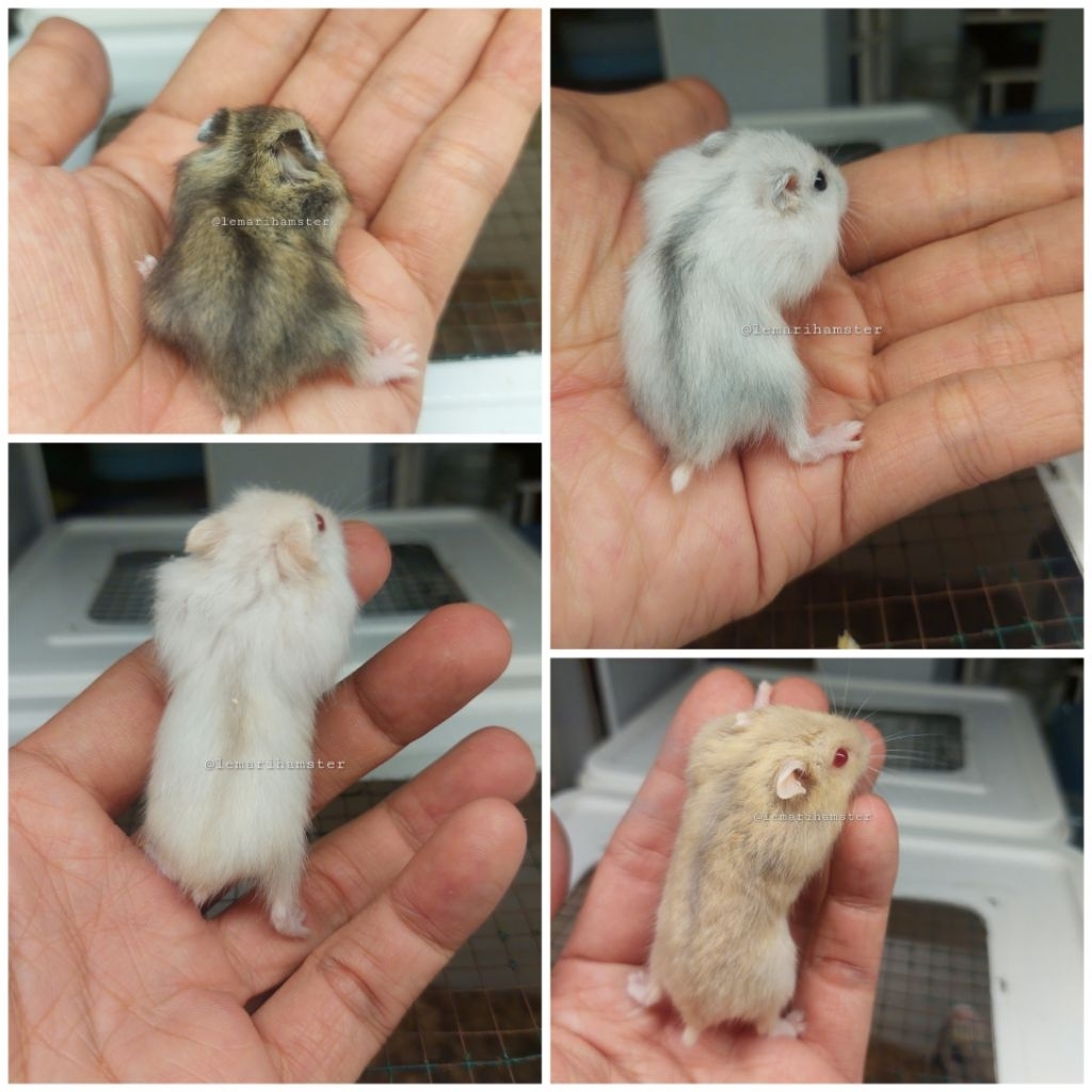 Hamster Winter White Tiger, White Pearl, Blue Argente