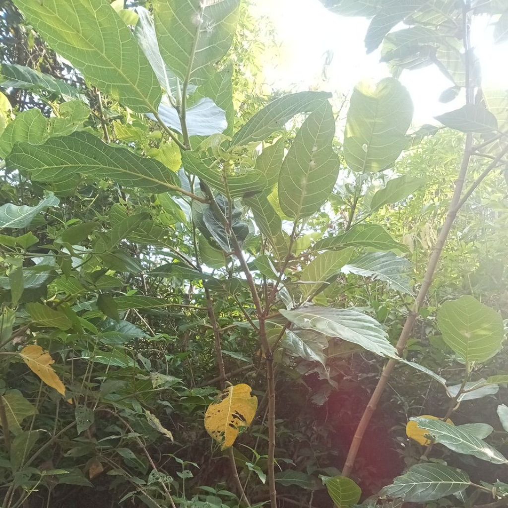 

daun awar awar pesan baru di petik freess