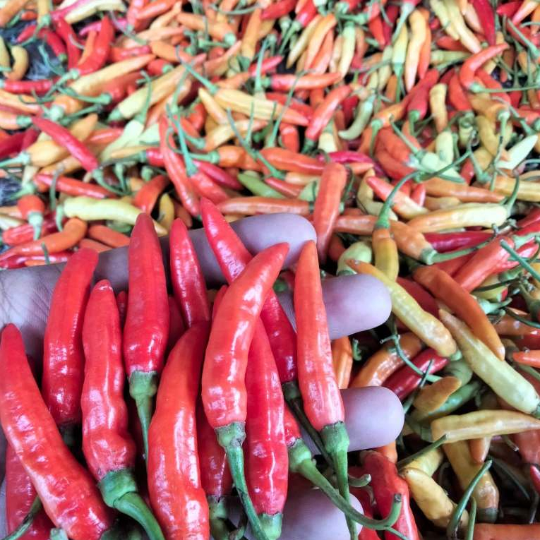 

CABE RAWIT MERAH SEGAR KEMASAN 1KG DAN 500G