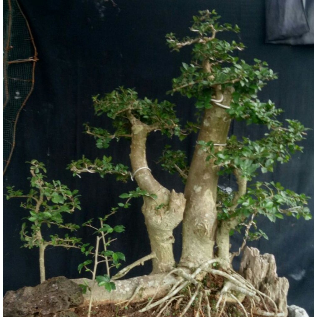 bonsai bahan serut rafting panorama