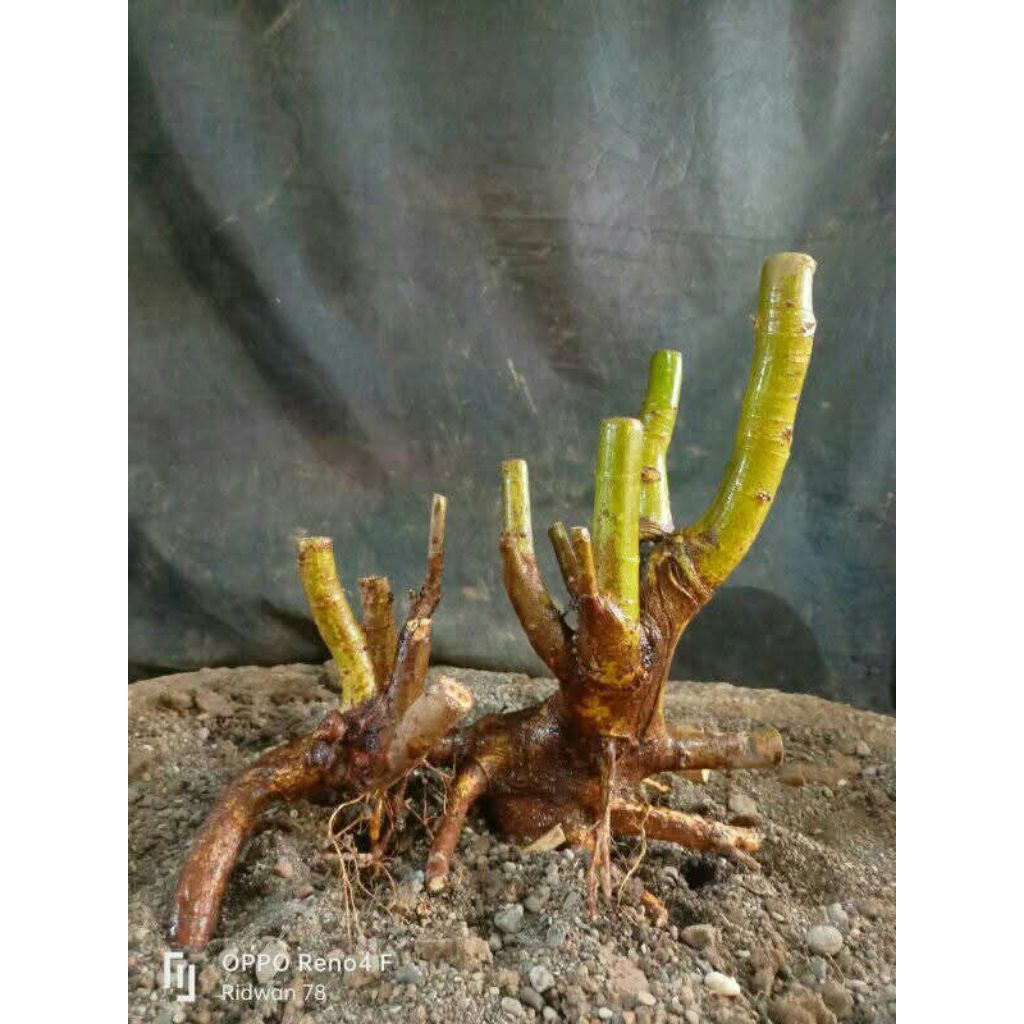bahan bonsai loa hasil dongkelan fresh