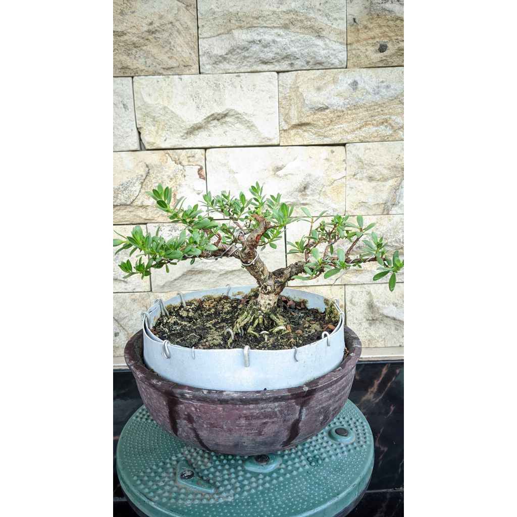 bonsai santigi
