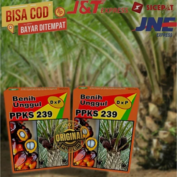 biji bibit kelapa sawit unggul PPKS dxp 239 isi 250 butiran