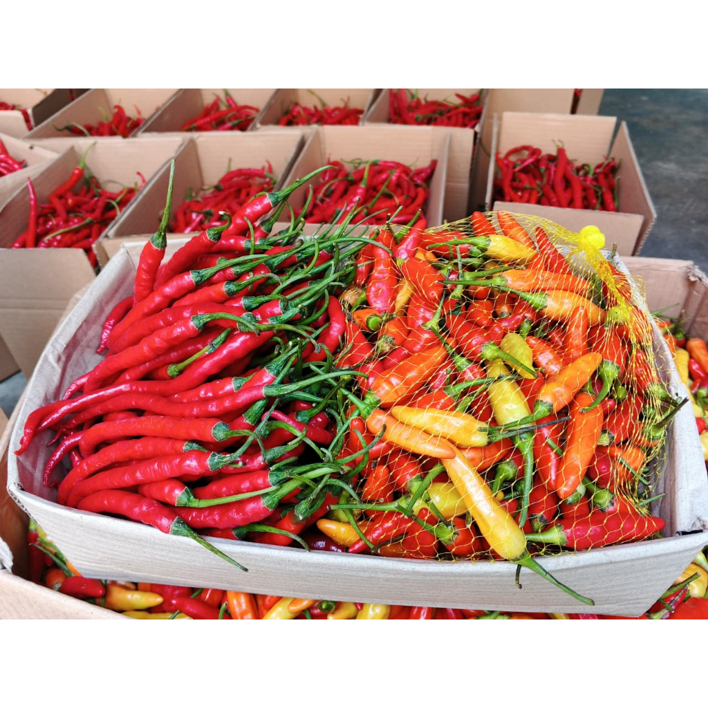

Cabe / Cabai Rawit Merah 1kg & Cabe / Cabai Merah Keriting 1kg fresh segar Lombok Cabai segar [ kami petik setiap hari ]