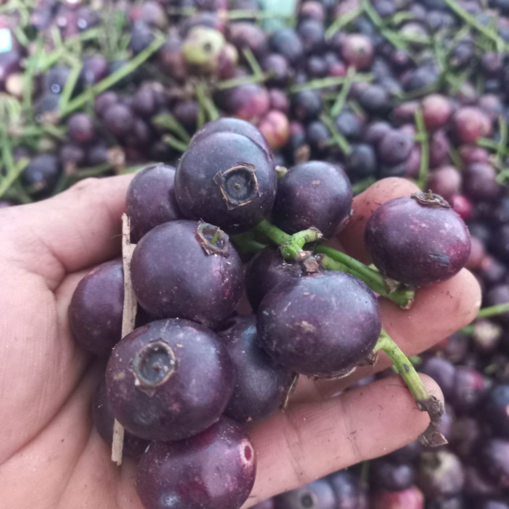 

Buah Kupa Gowok Freess Premium Asam Manis Segar Per 1 kg langsung dipetik dari Pohonnya Buah Langka