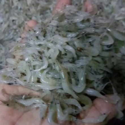 Udang beku fresh pakan ikan predator