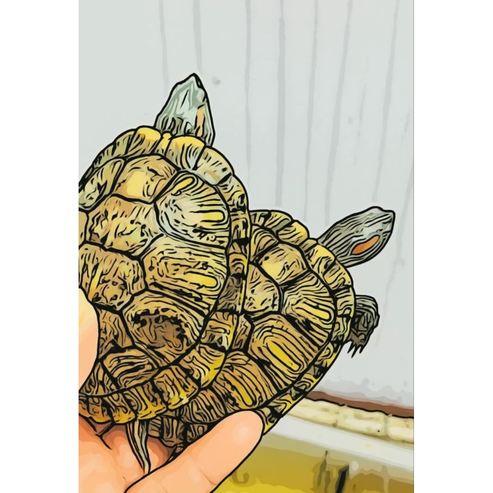 Ready MAINAN KURAKURA BRAZIL HIDUP ASLI