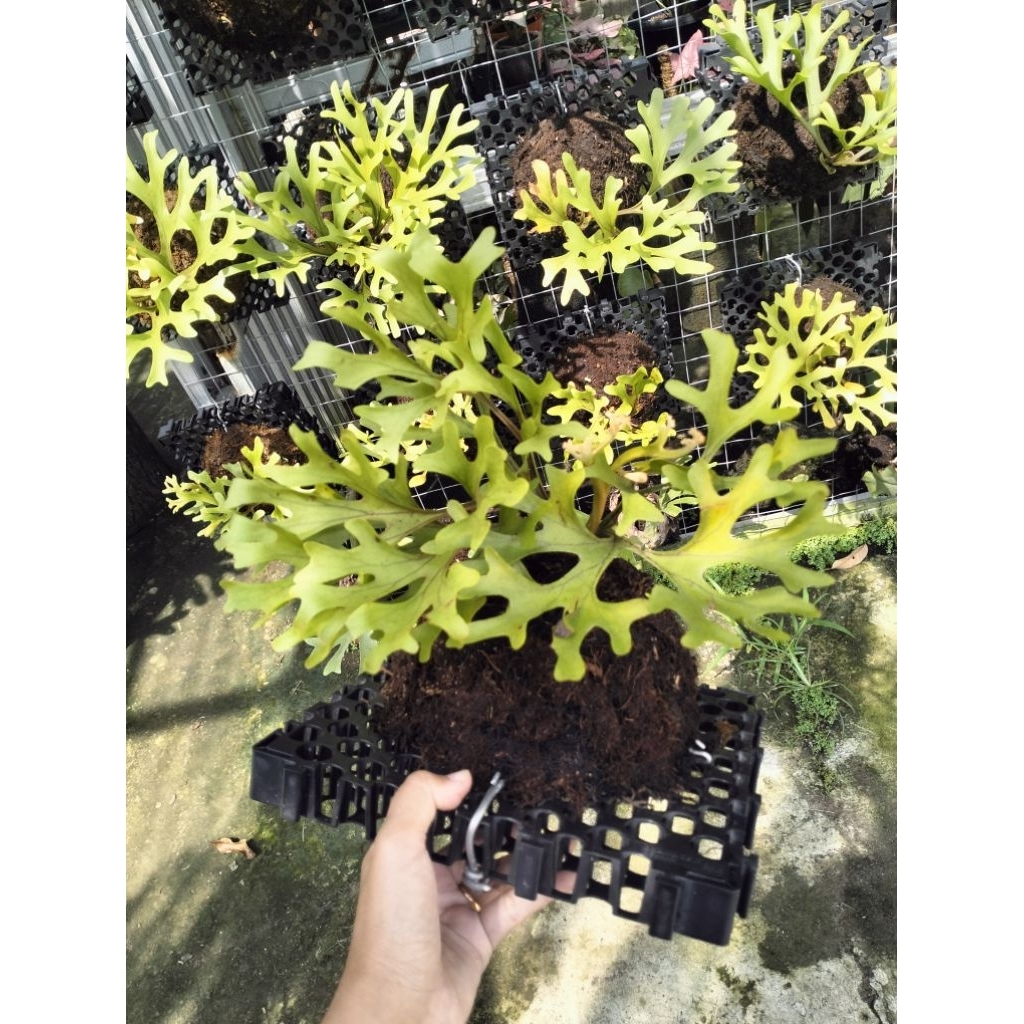 platycerium Ridleyi