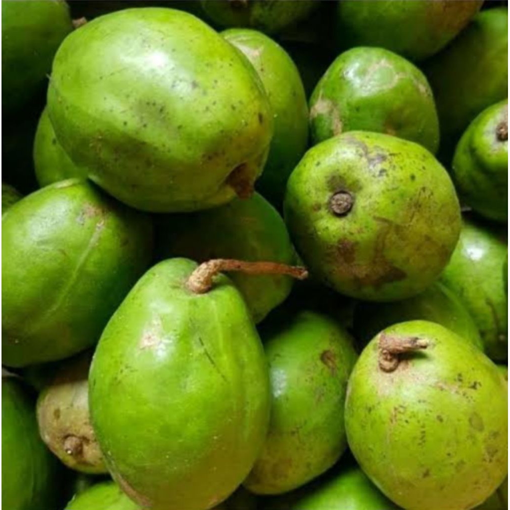 

Buah Kedondong Kecil Atau Besar 1Kg Cocok Untuk Rujak Dan Manisan Fresh Baru Petik Langsung kirim