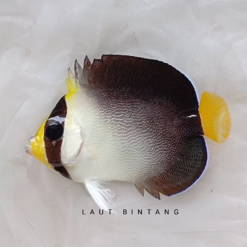 ikan hias angel marmut