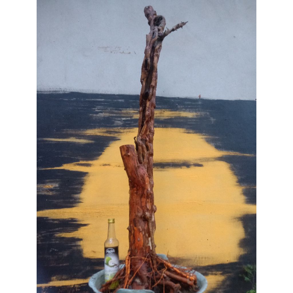 BAHAN BONSAI SISIR KALIAGE TINGGIAN