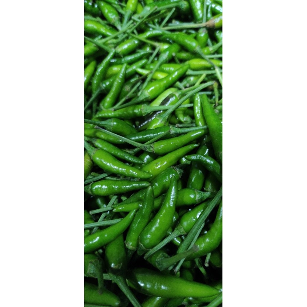 Cabe Rawit Hijau Pelita TW super pedas