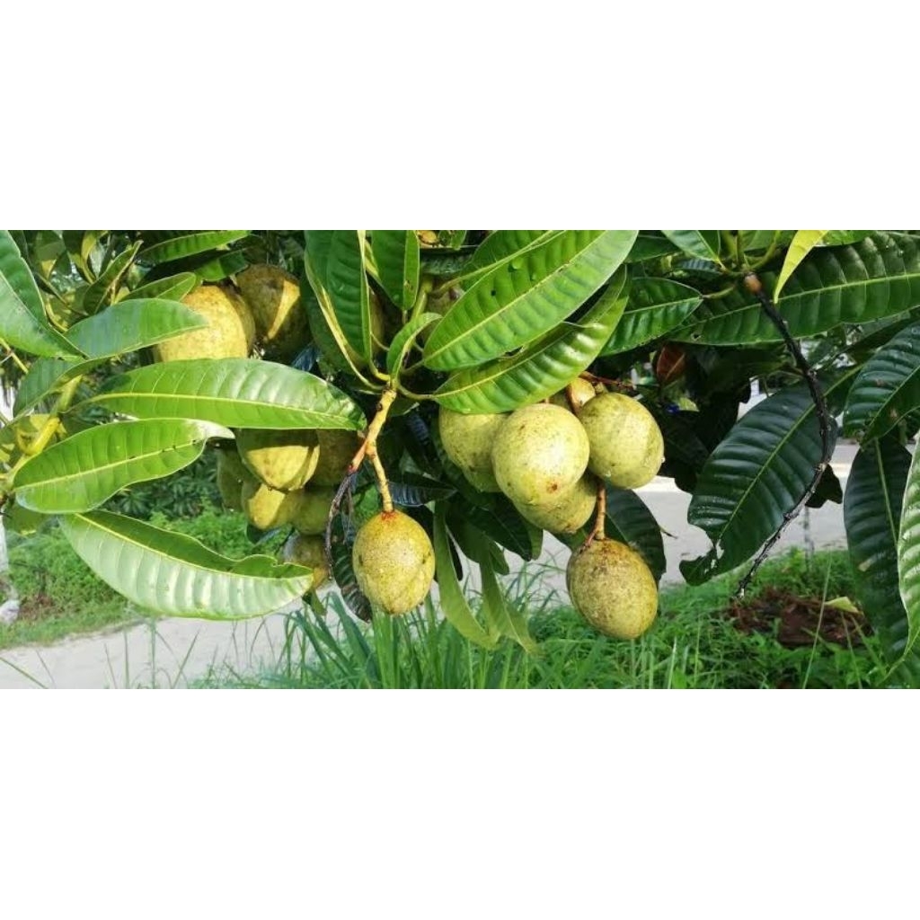 

buah kaweni atau buah limus muda per 1kg