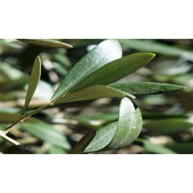 

Daun Zaitun Organik 30gr